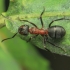 Rudoji miško skruzdėlė - Formica rufa | Fotografijos autorius : Gintautas Steiblys | © Macronature.eu | Macro photography web site
