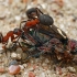 Rudosios miško skruzdėlės - Formica rufa | Fotografijos autorius : Gintautas Steiblys | © Macronature.eu | Macro photography web site