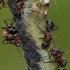 Rudoji miško skruzdėlės - Formica rufa | Fotografijos autorius : Darius Baužys | © Macronature.eu | Macro photography web site