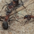 Southern red wood ant - Formica rufa | Fotografijos autorius : Gintautas Steiblys | © Macronature.eu | Macro photography web site