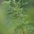 Paprastasis diemedis - Artemisia abrotanum | Fotografijos autorius : Kęstutis Obelevičius | © Macronature.eu | Macro photography web site