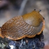 Spanish Slug - Arion vulgaris | Fotografijos autorius : Romas Ferenca | © Macronature.eu | Macro photography web site