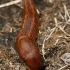 Spanish Slug - Arion vulgaris | Fotografijos autorius : Gintautas Steiblys | © Macronature.eu | Macro photography web site