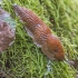 Spanish Slug - Arion vulgaris | Fotografijos autorius : Kazimieras Martinaitis | © Macronature.eu | Macro photography web site