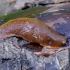 Spanish Slug - Arion vulgaris | Fotografijos autorius : Romas Ferenca | © Macronature.eu | Macro photography web site