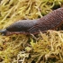 Spanish Slug - Arion vulgaris | Fotografijos autorius : Gintautas Steiblys | © Macronature.eu | Macro photography web site