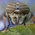 Sparva - Hybomitra bimaculata ♀ | Fotografijos autorius : Žilvinas Pūtys | © Macrogamta.lt | Šis tinklapis priklauso bendruomenei kuri domisi makro fotografija ir fotografuoja gyvąjį makro pasaulį.