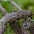 Sparva - Tabanus sudeticus | Fotografijos autorius : Žilvinas Pūtys | © Macrogamta.lt | Šis tinklapis priklauso bendruomenei kuri domisi makro fotografija ir fotografuoja gyvąjį makro pasaulį.