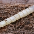 Musės - Xylophagus ater lerva | Fotografijos autorius : Gintautas Steiblys | © Macrogamta.lt | Šis tinklapis priklauso bendruomenei kuri domisi makro fotografija ir fotografuoja gyvąjį makro pasaulį.