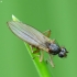 Spear-winged fly - Lonchoptera sp. | Fotografijos autorius : Vidas Brazauskas | © Macronature.eu | Macro photography web site