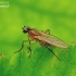 Spear-winged fly - Lonchoptera sp. | Fotografijos autorius : Romas Ferenca | © Macronature.eu | Macro photography web site