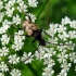Speckled longhorn beetle - Pachytodes cerambyciformis (Schrank, 1781) | Fotografijos autorius : Vitalii Alekseev | © Macronature.eu | Macro photography web site
