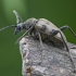 Speckled longhorn beetle - Pachytodes cerambyciformis | Fotografijos autorius : Kazimieras Martinaitis | © Macronature.eu | Macro photography web site