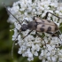 Speckled longhorn beetle - Pachytodes cerambyciformis | Fotografijos autorius : Žilvinas Pūtys | © Macronature.eu | Macro photography web site
