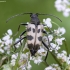 Speckled longhorn beetle - Pachytodes cerambyciformis | Fotografijos autorius : Kazimieras Martinaitis | © Macronature.eu | Macro photography web site