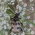 Speckled longhorn beetle - Pachytodes cerambyciformis | Fotografijos autorius : Giedrius Markevičius | © Macronature.eu | Macro photography web site