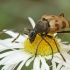 Speckled longhorn beetle - Pachytodes cerambyciformis | Fotografijos autorius : Gintautas Steiblys | © Macronature.eu | Macro photography web site