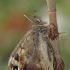 Speckled wood - Pararge aegeria | Fotografijos autorius : Gintautas Steiblys | © Macronature.eu | Macro photography web site