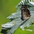 Speckled wood - Pararge aegeria | Fotografijos autorius : Ramunė Činčikienė | © Macronature.eu | Macro photography web site