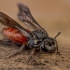 Sphecodes albilabris - Bitė | Fotografijos autorius : Eugenijus Kavaliauskas | © Macrogamta.lt | Šis tinklapis priklauso bendruomenei kuri domisi makro fotografija ir fotografuoja gyvąjį makro pasaulį.