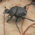 Spider Dung Beetle - Sisyphus schaefferi | Fotografijos autorius : Gintautas Steiblys | © Macronature.eu | Macro photography web site