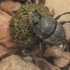 Spider Dung Beetle - Sisyphus schaefferi | Fotografijos autorius : Gintautas Steiblys | © Macronature.eu | Macro photography web site