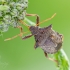 Spiked shieldbug | Picromerus bidens | Fotografijos autorius : Darius Baužys | © Macronature.eu | Macro photography web site