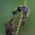 Spiked shieldbug - Picromerus bidens  | Fotografijos autorius : Gintautas Steiblys | © Macronature.eu | Macro photography web site