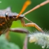Spiked shieldbug - Picromerus bidens  | Fotografijos autorius : Oskaras Venckus | © Macronature.eu | Macro photography web site