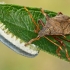 Spiked shieldbug - Picromerus bidens  | Fotografijos autorius : Gintautas Steiblys | © Macronature.eu | Macro photography web site