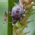 Spiked shieldbug - Picromerus bidens, nymph | Fotografijos autorius : Žilvinas Pūtys | © Macronature.eu | Macro photography web site