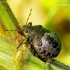 Spiked shieldbug - Picromerus bidens, nymph | Fotografijos autorius : Romas Ferenca | © Macronature.eu | Macro photography web site