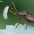 Spiked shieldbug - Picromerus bidens | Fotografijos autorius : Arūnas Eismantas | © Macronature.eu | Macro photography web site