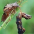 Spiked shieldbug - Picromerus bidens | Fotografijos autorius : Arūnas Eismantas | © Macronature.eu | Macro photography web site