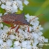 Spiked shieldbug - Picromerus bidens | Fotografijos autorius : Darius Baužys | © Macronature.eu | Macro photography web site