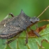 Spiked shieldbug - Picromerus bidens | Fotografijos autorius : Žilvinas Pūtys | © Macronature.eu | Macro photography web site