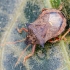 Spiked shieldbug | Fotografijos autorius : Darius Baužys | © Macronature.eu | Macro photography web site