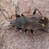 Spiny groundbug - Eremocoris plebejus | Fotografijos autorius : Žilvinas Pūtys | © Macronature.eu | Macro photography web site