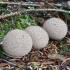 Spiny puffball - Lycoperdon echinatum | Fotografijos autorius : Vytautas Gluoksnis | © Macronature.eu | Macro photography web site