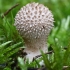 Spiny puffball - Lycoperdon echinatum | Fotografijos autorius : Gintautas Steiblys | © Macronature.eu | Macro photography web site
