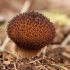 Spiny puffball - Lycoperdon echinatum | Fotografijos autorius : Žilvinas Pūtys | © Macronature.eu | Macro photography web site