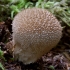 Spiny puffball - Lycoperdon echinatum | Fotografijos autorius : Romas Ferenca | © Macronature.eu | Macro photography web site