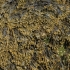 Spiral wrack - Fucus spiralis | Fotografijos autorius : Gintautas Steiblys | © Macronature.eu | Macro photography web site