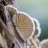  Paprastoji alksniabudė | Schizophyllum commune | Fotografijos autorius : Darius Baužys | © Macronature.eu | Macro photography web site