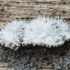 Splitgill mushroom - Schizophyllum commune | Fotografijos autorius : Gintautas Steiblys | © Macronature.eu | Macro photography web site