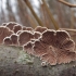 Splitgill mushroom - Schizophyllum commune | Fotografijos autorius : Vytautas Gluoksnis | © Macronature.eu | Macro photography web site