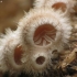 Splitgill mushroom - Schizophyllum commune | Fotografijos autorius : Vidas Brazauskas | © Macronature.eu | Macro photography web site
