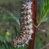 Spotted Fritillary - Melitaea didyma, caterpillar | Fotografijos autorius : Vitalijus Bačianskas | © Macronature.eu | Macro photography web site