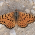 Spotted Fritillary - Melitaea didyma | Fotografijos autorius : Gintautas Steiblys | © Macronature.eu | Macro photography web site