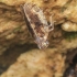 Spotted Lacehopper - Tachycixius pilosus | Fotografijos autorius : Gintautas Steiblys | © Macronature.eu | Macro photography web site